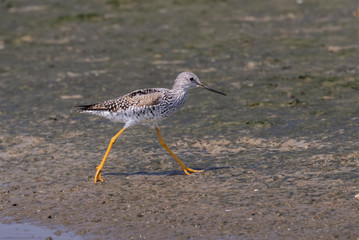 Greater yellowlegs (Tringa melanoleuca) strolling through the beach, Galveston, USA