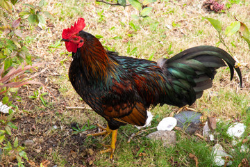 Coq