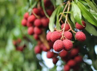 Lychee, ripe red on a tree in the garden – Image   