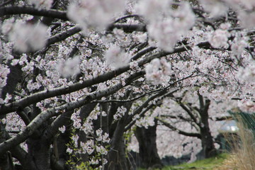 桜並木