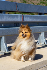 A shetland sheepdog has been abandoned on the highway