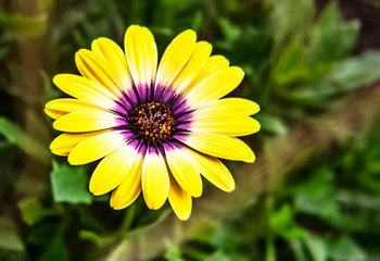 Yellow Flower