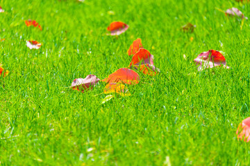 Fallen leaves with green meadow