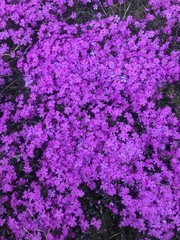 background of purple flowers