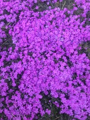 background of purple flowers