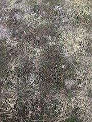 grass on the ground