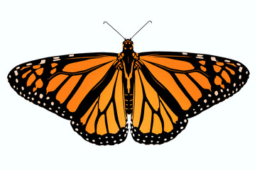 Beautiful African queen butterfly on white background