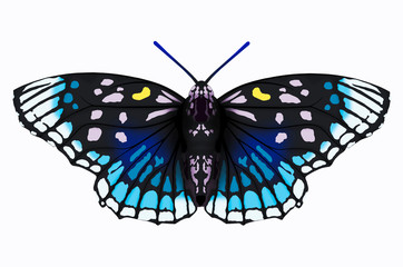 Beautiful blue and black butterfly on white background