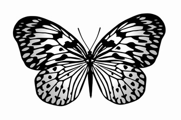 Beautiful butterfly on white background