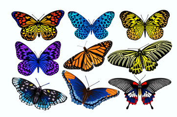 Obraz na płótnie Canvas Beautiful collections of tropical butterflies on white background