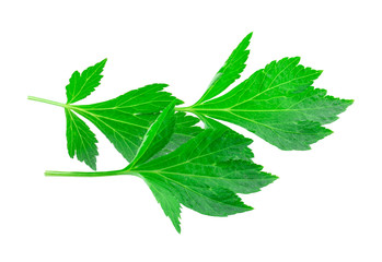 White mugwort fresh isolated on white background.