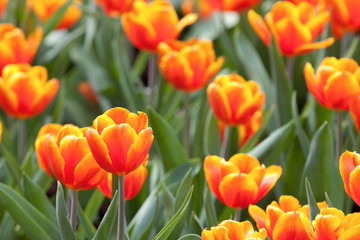 21 March 2008 a Different flowers and blooming tulips at hk