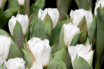 21 March 2008 a Different flowers and blooming tulips at hk