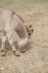 animal de granja