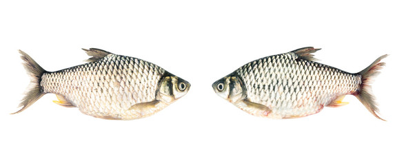 Common Silver Barb fish (Java Barb) isolated on white background. Clipping path.