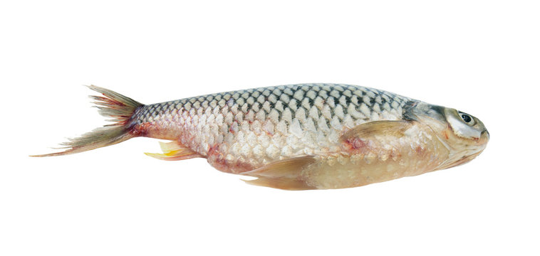 Common Silver Barb fish (Java Barb) isolated on white background. Clipping path.