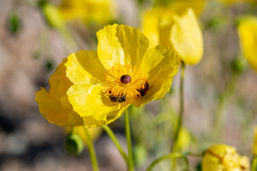 Bee pollinating bright yellow Las Vegas bear poppy (Arctomecon californica) flower