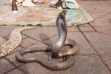 Snake Charmer's Cobra on Jemaa El Fna in Marrakech, Morocco
