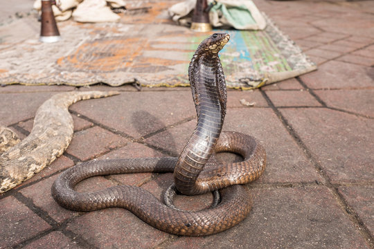 Snake Charmer's Cobra on Jemaa El Fna in Marrakech, Morocco