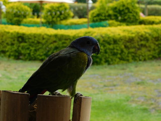 Colombia, manizales, caldas, pereira, risaralda, quindio, latino america