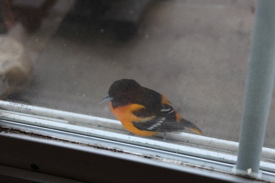 Adult Male American Redstarts Are Mostly Black With Bright Orange Patches On The Sides Wings And Tal