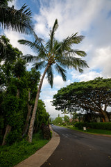 Obraz na płótnie Canvas palm trees on the beach in Hawaii