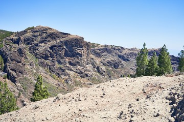 Beautiful trees landscape