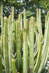 Close up of succulent green cactus at botanical garden