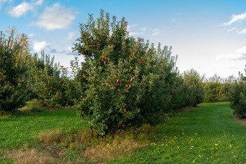 Fototapeta na wymiar apple orchards 