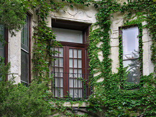 Fototapeta na wymiar French door type window opening to balcony in old apartment building surrounded by ivy