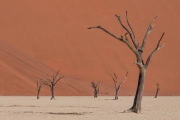 Dunes in Namib Naukluft National Park, Namibia