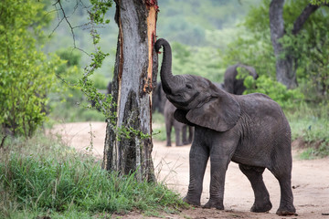 Young elephant against tree