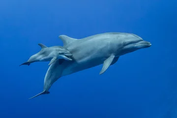 Foto op Aluminium dolphins © Tropicalens
