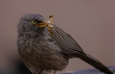 babbler with a prey in its trap