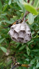 Bee on a leaf