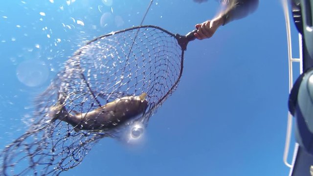 Fish caught on a hook underwater