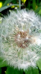 Abwaschbare Fototapete dandelion on grass background © MF