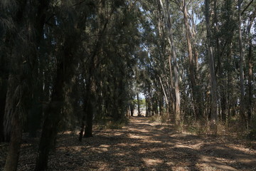 Fototapeta premium bosque misterioso