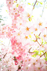 Obraz na płótnie Canvas かわいい桜のクローズアップ