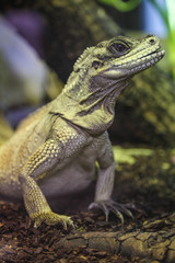 Varan, ménagerie de jardin des plantes, paris