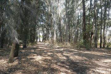 Bosque