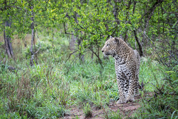 Fototapeta na wymiar Handsome mature male leopard