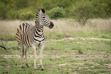 Fototapeta na wymiar Single adult zebra standing