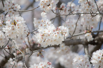日本で春に見た満開の桜