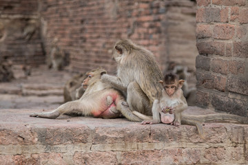 family monkey in the metal fence with copy space.