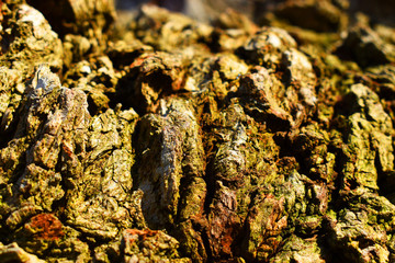 bark of a tree