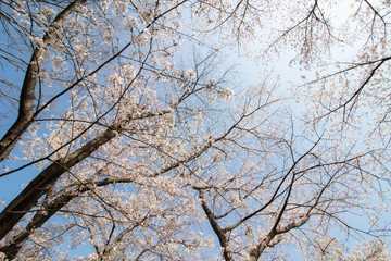 快晴の日の満開の桜