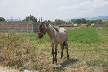 Caballo libre