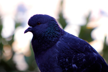 Pigeon in the park