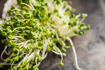 Microgreen. radish sprouts on the rustic background. Selective focus. Shallow depth of field.